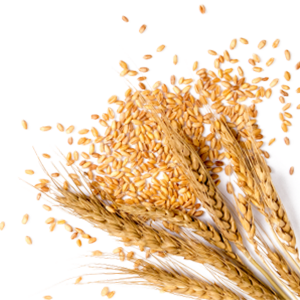 wheat